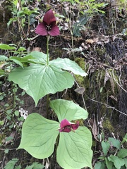 Trillium sulcatum