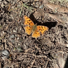 Polygonia satyrus