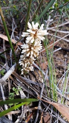 Lomandra juncea