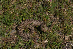 Crotalus pricei