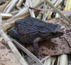 Bibron's Toadlet photo 2