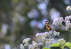 Thyridia psidii aedesia