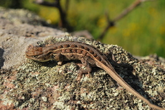 Sceloporus slevini