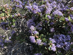 Ceanothus purpureus