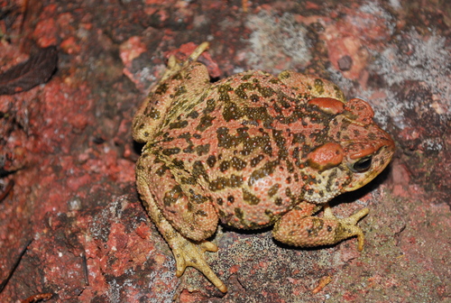 McCoy's Toad