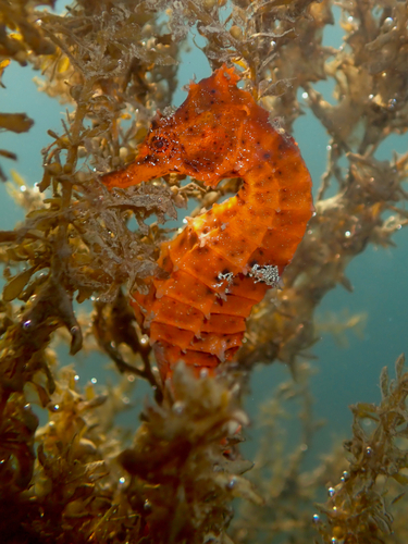 Giant Seahorse photographed in California