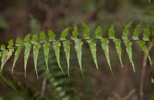 Asplenium contiguum