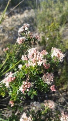 Pomaderris obcordata