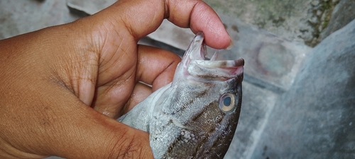 Epinephelus latifasciatus observed 2026-03-02