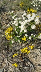 Pomaderris obcordata