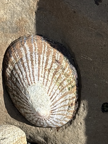 Cellana nigrolineata