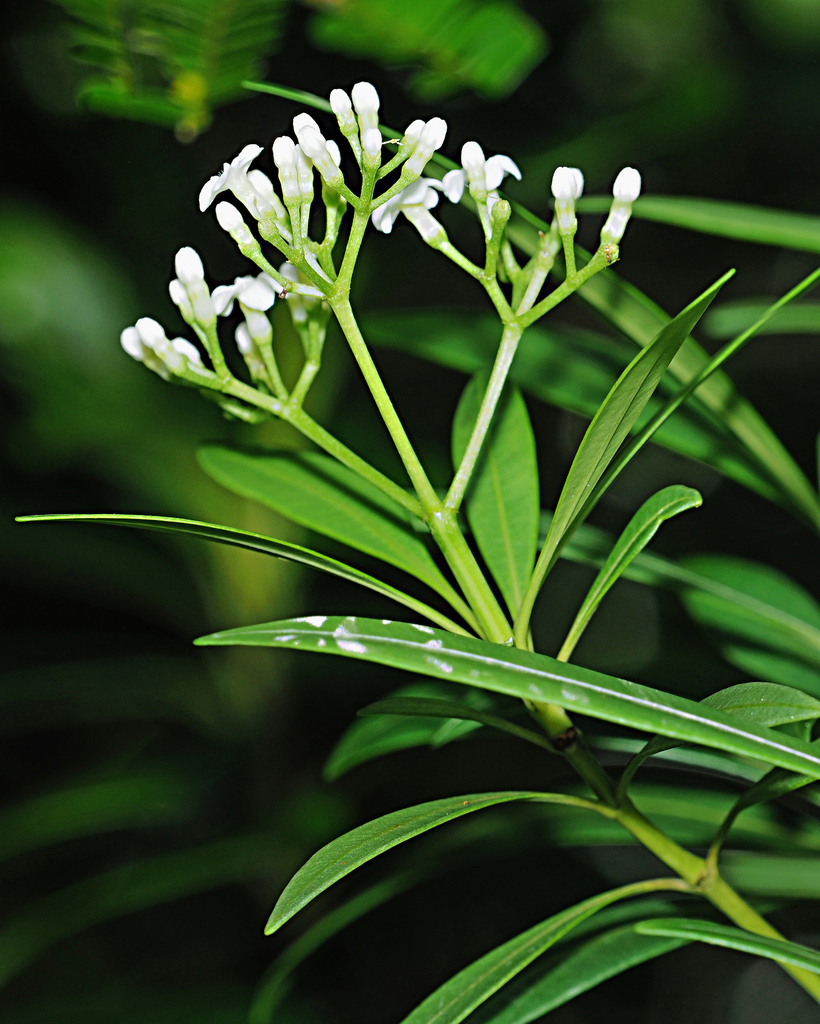 Rauvolfia semperflorens