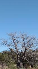 Aphelocoma wollweberi