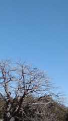 Aphelocoma wollweberi