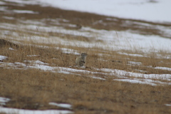 Spermophilus dauricus