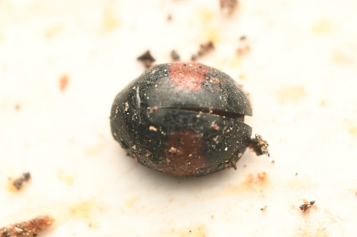 Leach's Sigil Lady Beetle