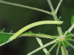 Thalassodes intaminata