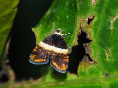 Choreutis xanthogramma