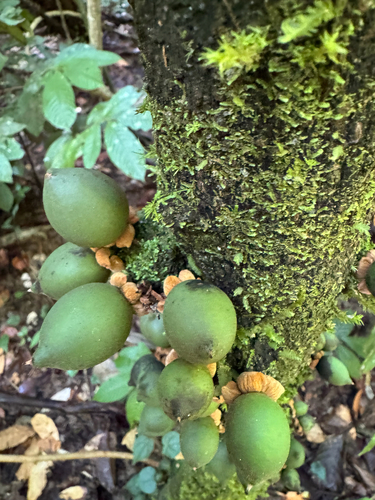 Diospyros cauliflora observed 2026-02-27