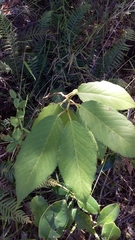 Cerasus