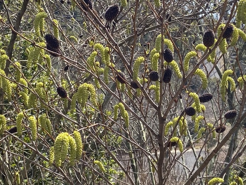 Platycarya strobilacea, photograph 2