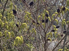 Platycarya strobilacea, photograph author not stated, no rights reserved