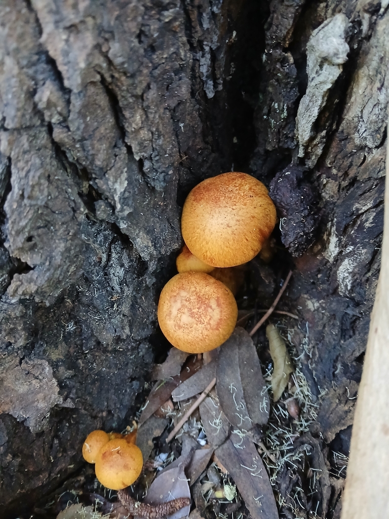 Gymnopilus junonius · March 2026 · photo: © bigfarma2017 (iNaturalist, cc-by)