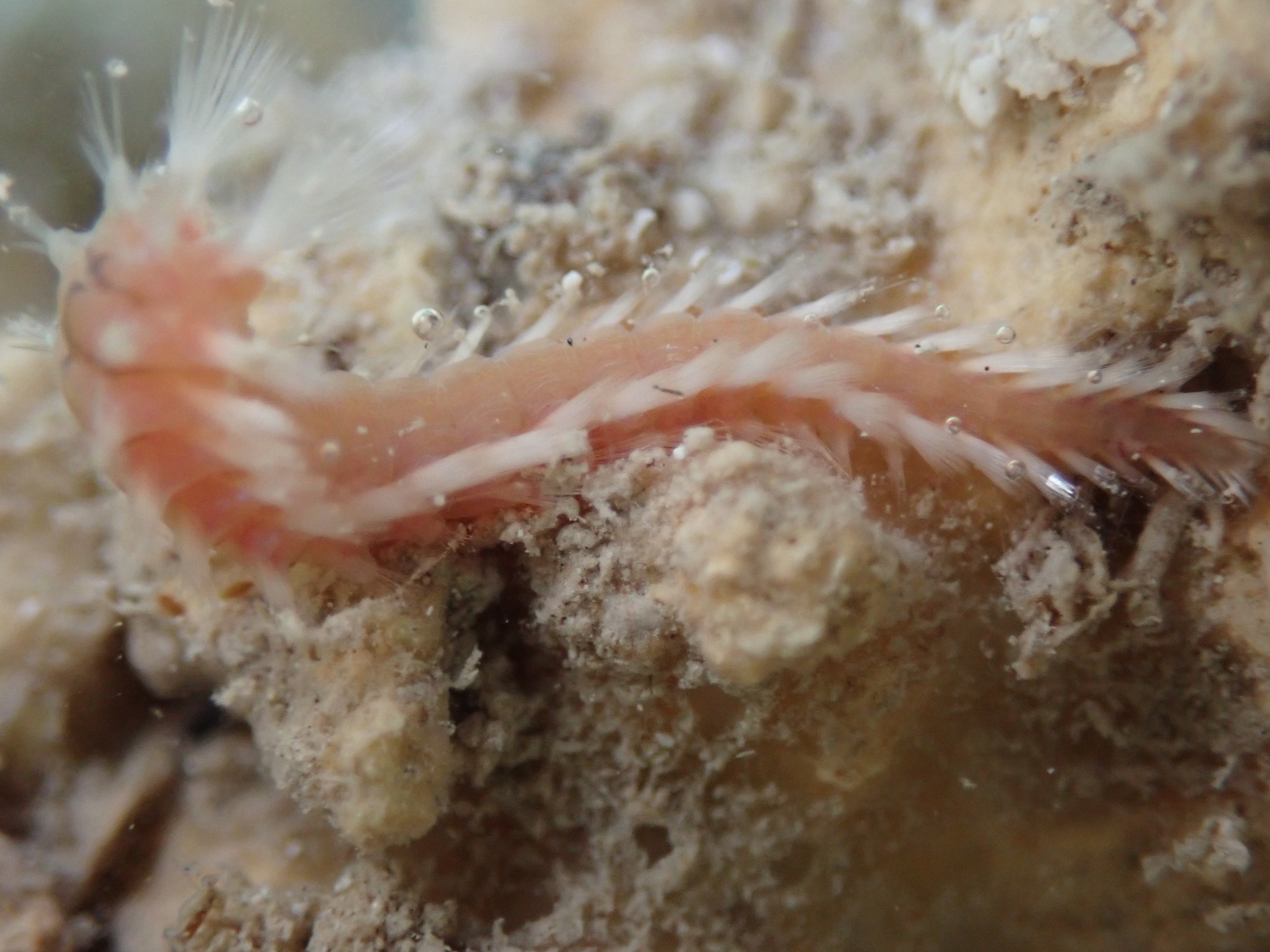 Eurythoe complanata (Pallas, 1766)