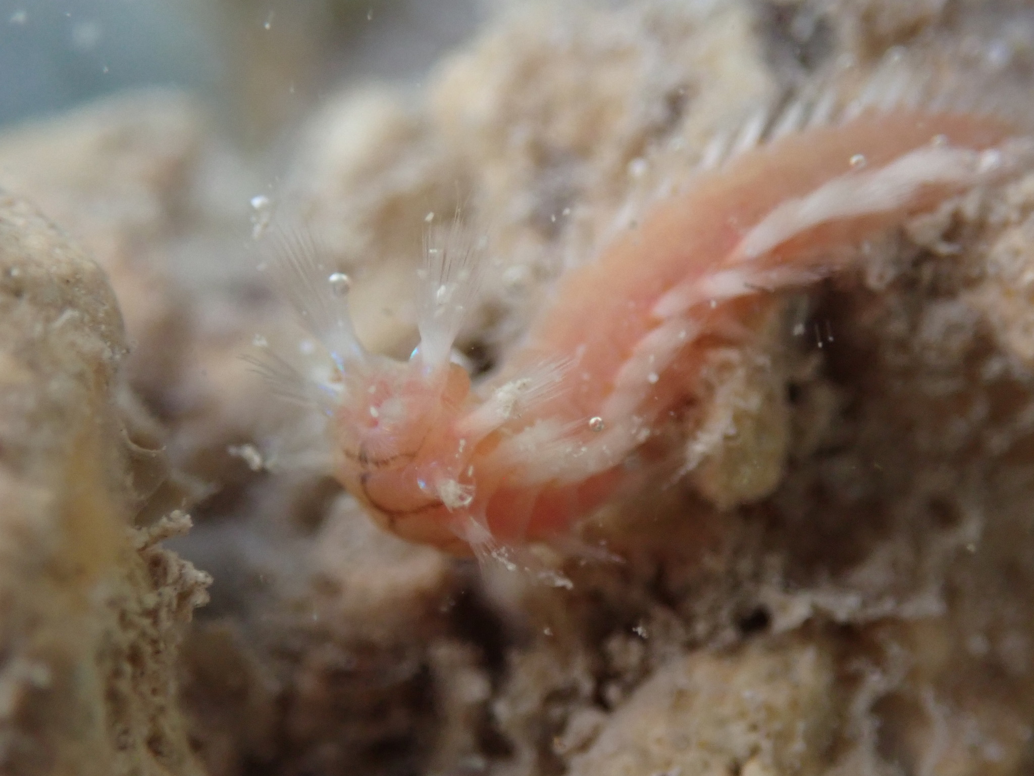 Eurythoe complanata (Pallas, 1766)