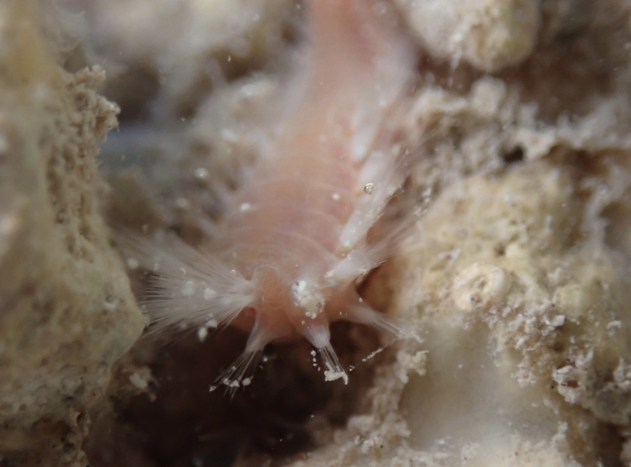 Eurythoe complanata (Pallas, 1766)