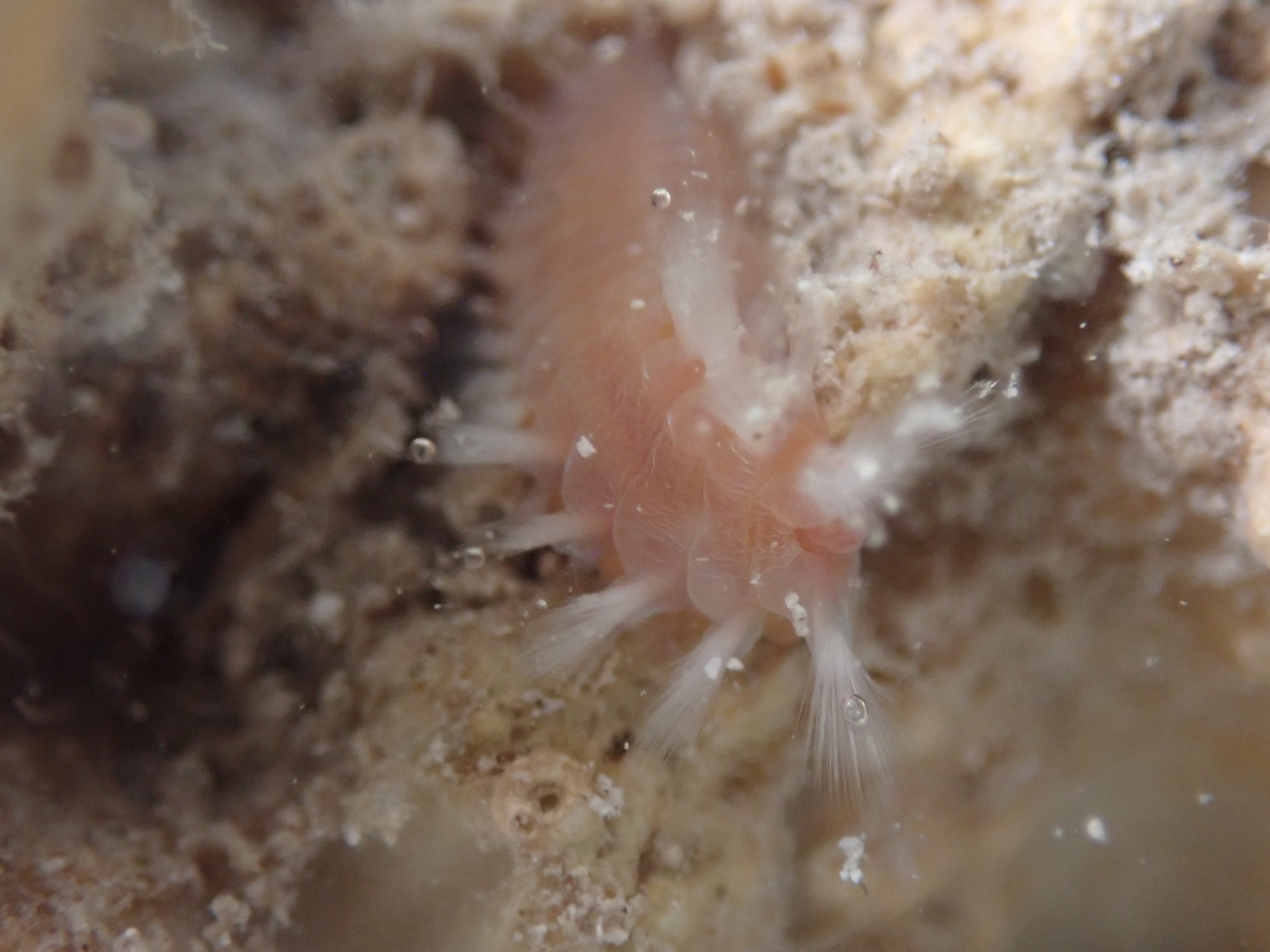 Eurythoe complanata (Pallas, 1766)