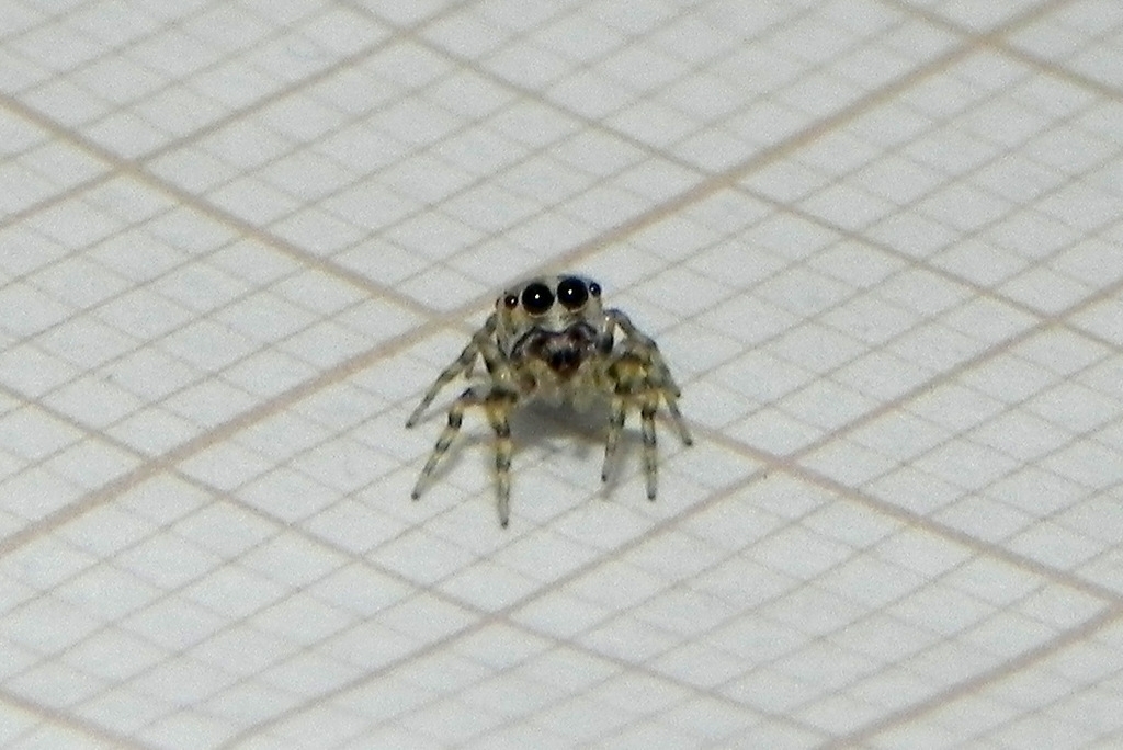 Atelurius segmentatus