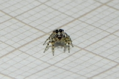 Atelurius segmentatus