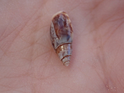 Olivella baetica, 2026-03-03