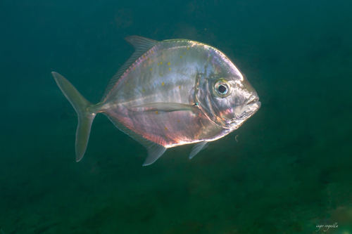 Carangoides coeruleopinnatus observed 2026-03-05