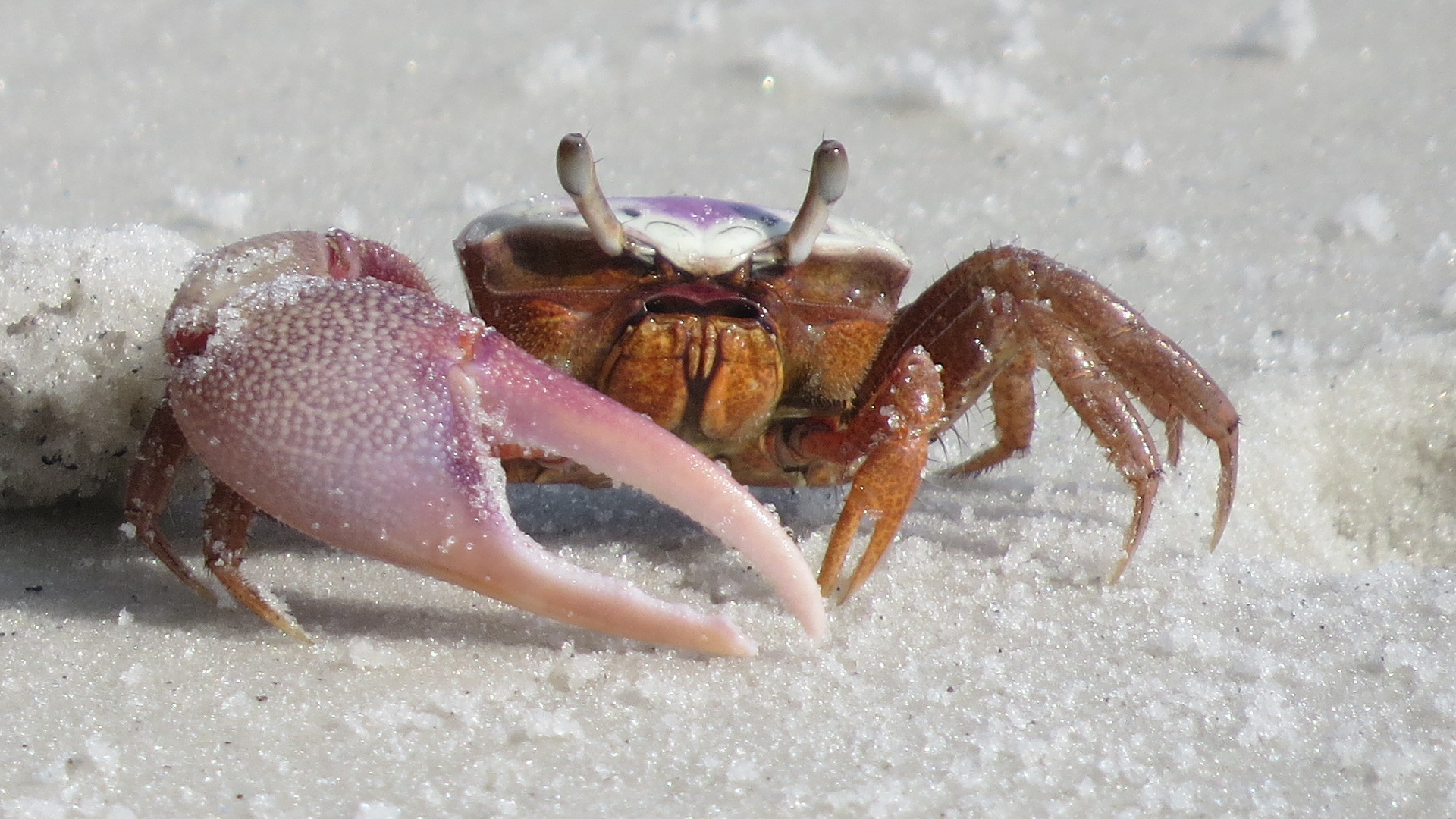 Atlantic Sand Fiddler Crab (Leptuca pugilator) · iNaturalist