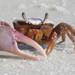 Atlantic Sand Fiddler Crab - Photo (c) obrock, some rights reserved (CC BY-NC), uploaded by obrock