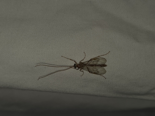 iNaturalist observation photo of Short-tailed Ichneumonid Wasps