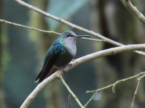 Crowned Woodnymph (Thalurania colombica), photo 7