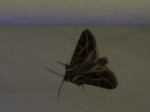 iNaturalist observation photo of Girdler Moth