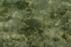 Rainbow Parrotfish