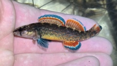 Redspot Darter photo 2