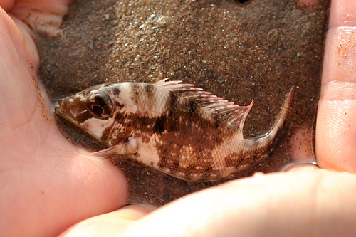 Lance emperor (Lethrinus genivittatus) — Lethrinidae — 3