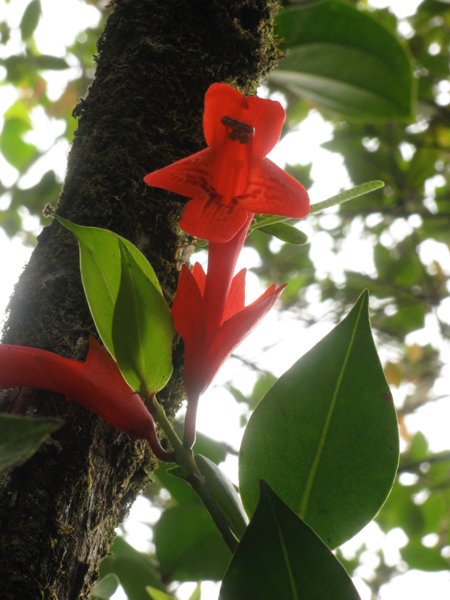 Aeschynanthus rhododendron Ridl. 3