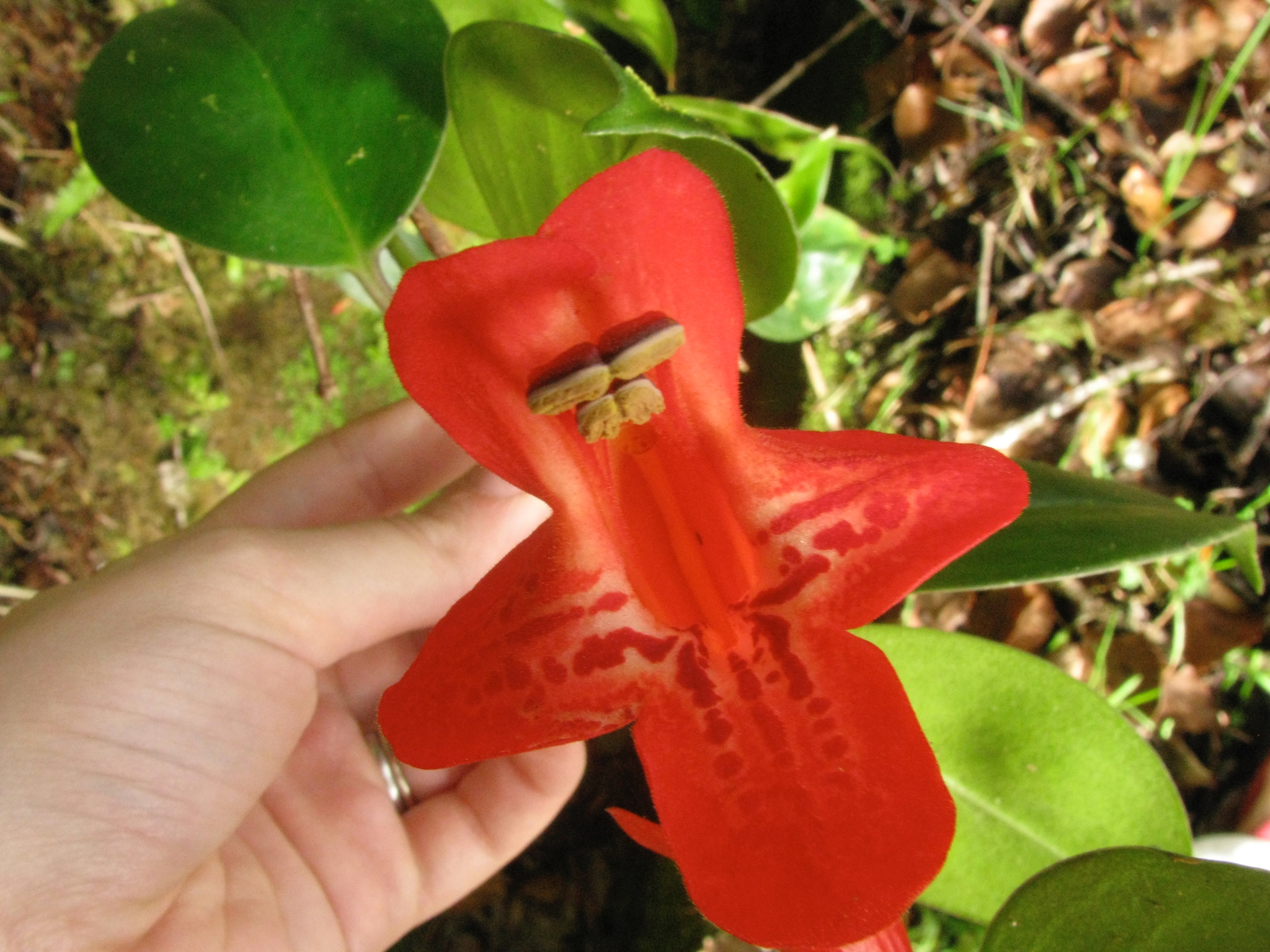 Aeschynanthus rhododendron Ridl. 4