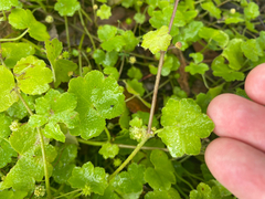 Hydrocotyle hirta, photograph (c) Alex Stuart, some rights reserved (CC BY)