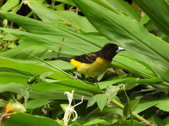 Ramphocelus flammigerus flammigerus