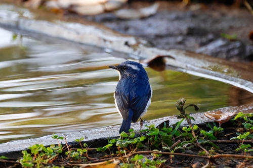 Ultramarine Flycatcher (Ficedula superciliaris), photo 2