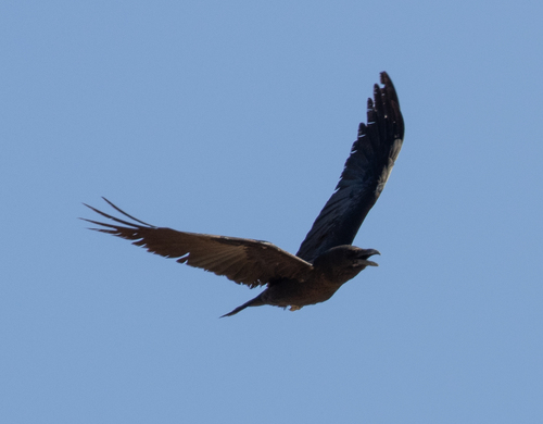 Brown-necked Raven (Corvus ruficollis), photo 7