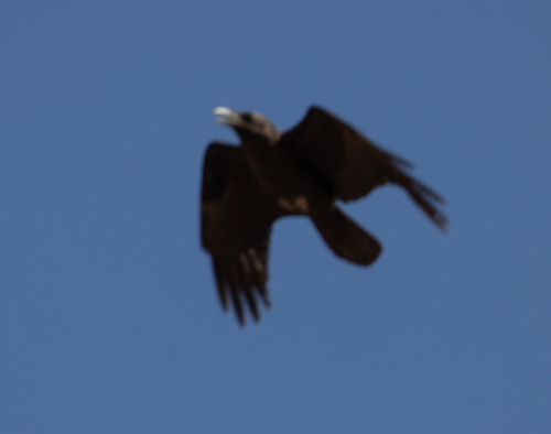 Brown-necked Raven (Corvus ruficollis), photo 8